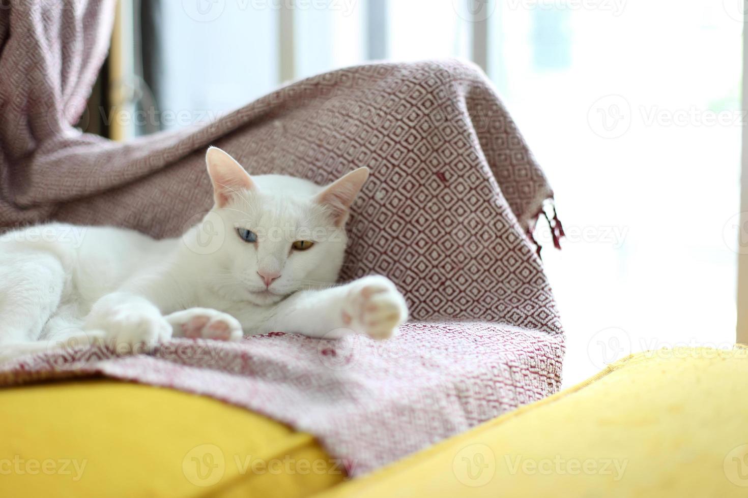 chat blanc relaxant photo