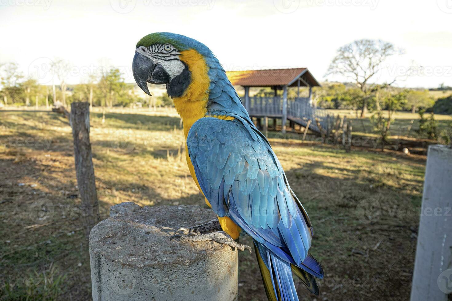 ara bleu et jaune adulte photo