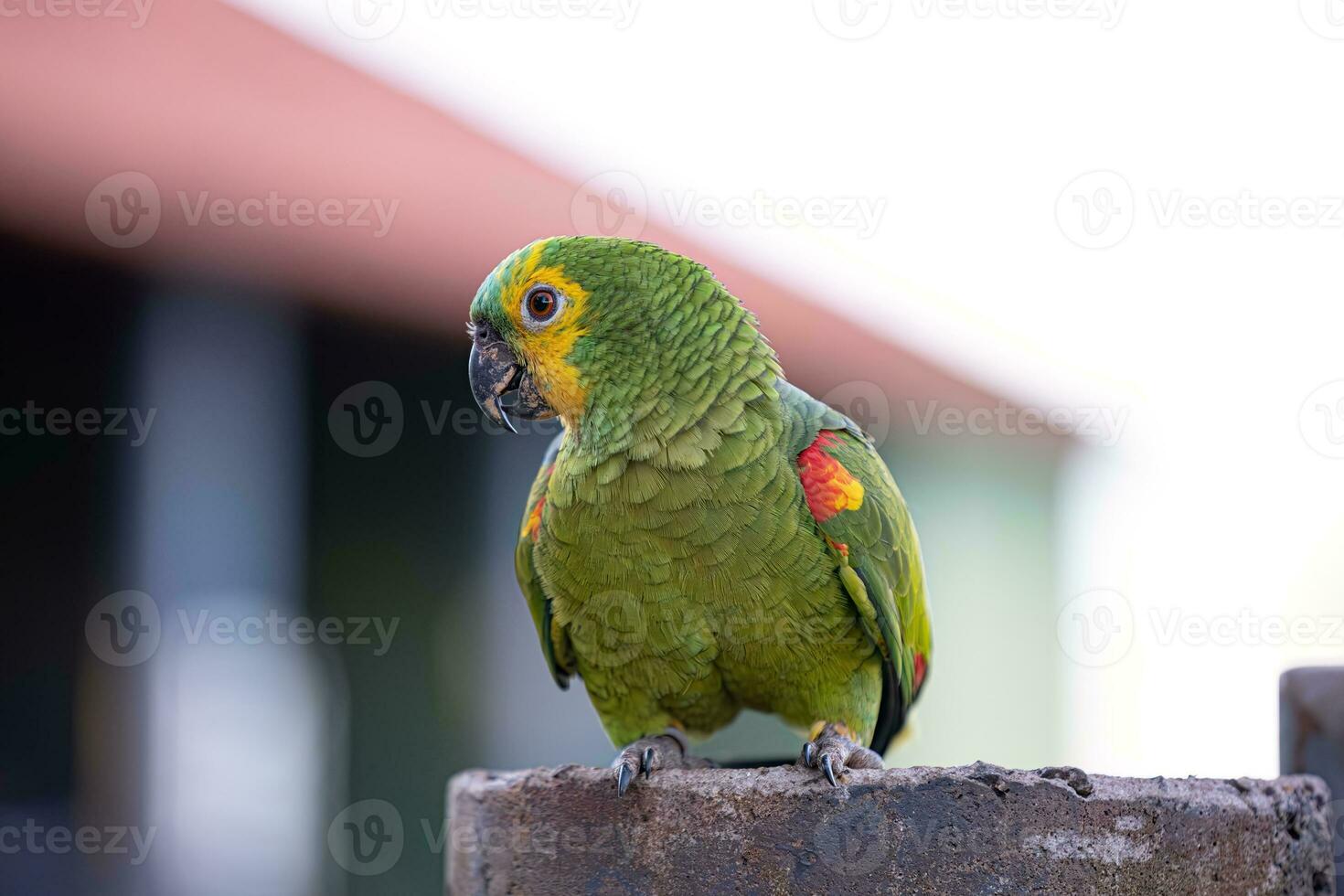 adulte turquoise devant perroquet photo