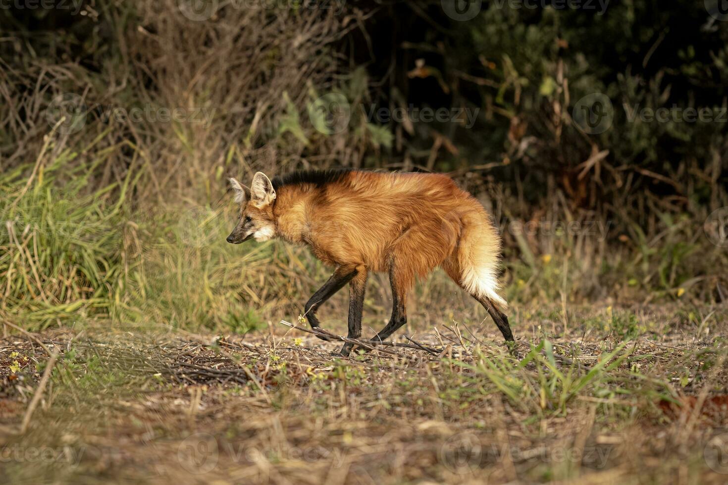 animal crinière Loup photo
