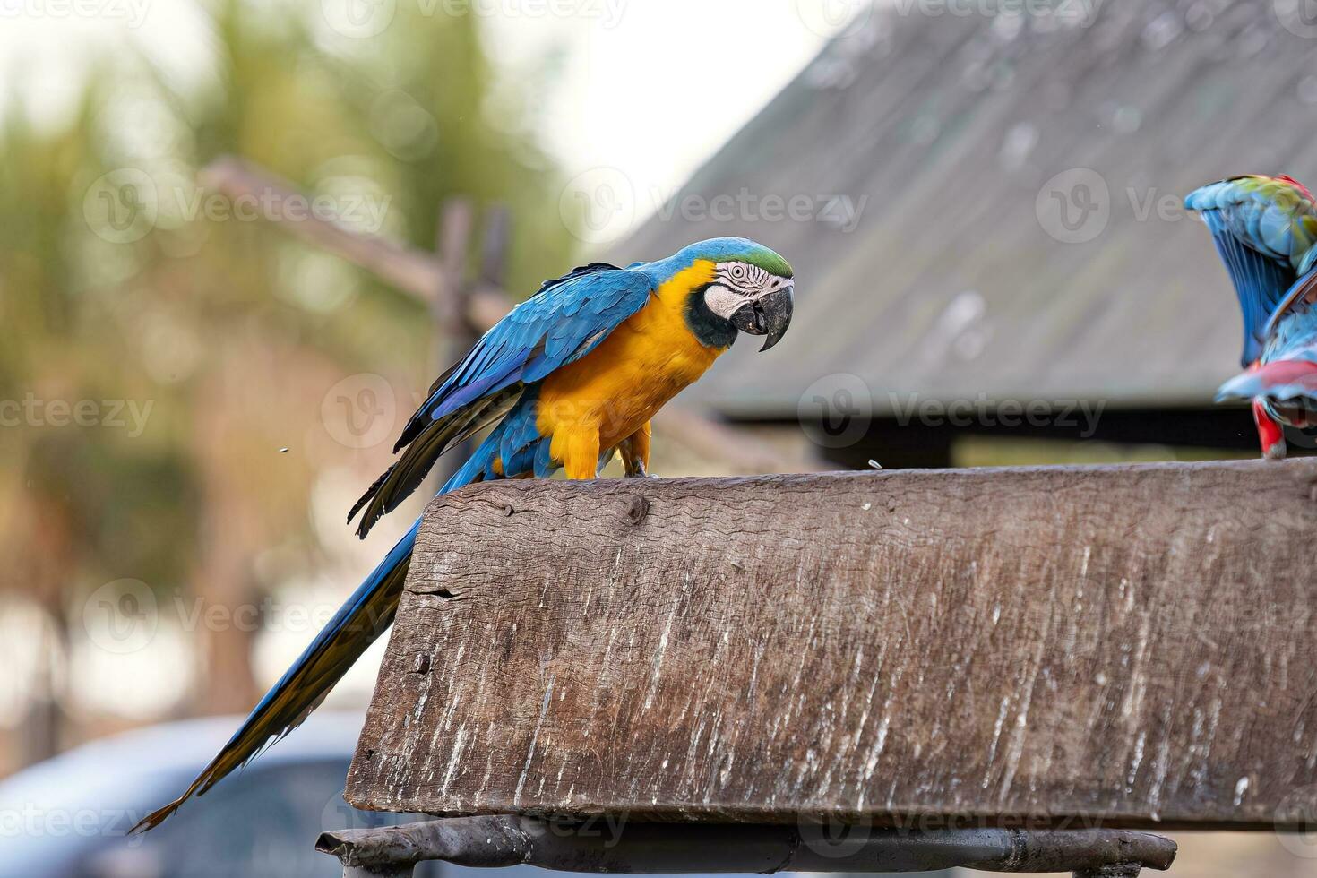 ara bleu et jaune adulte photo