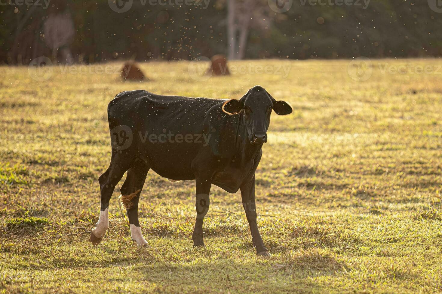 vache ferme animaux avec beaucoup insectes en volant photo