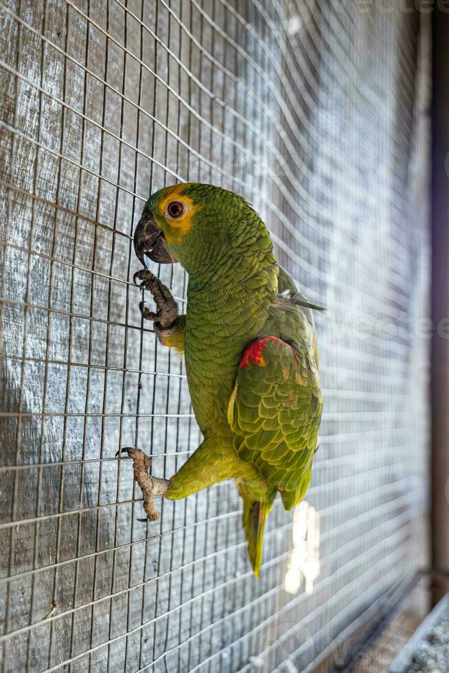 turquoise devant perroquet sauvé récupérer pour gratuit réintroduction photo