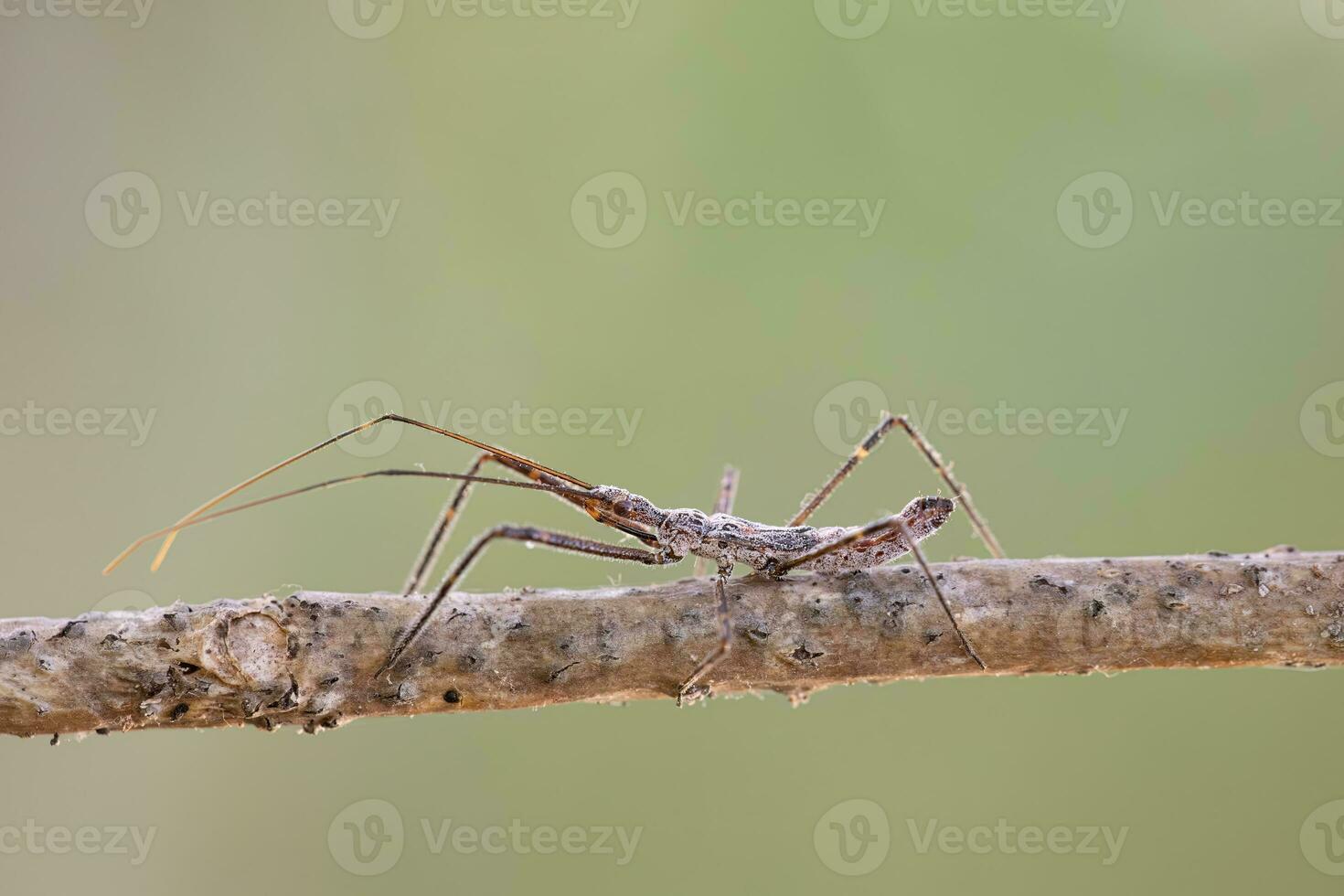 assassin bug nymphe photo