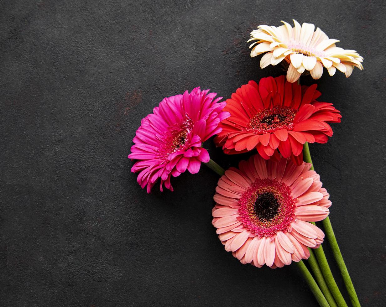 Fleurs de gerbera lumineuses sur fond noir photo