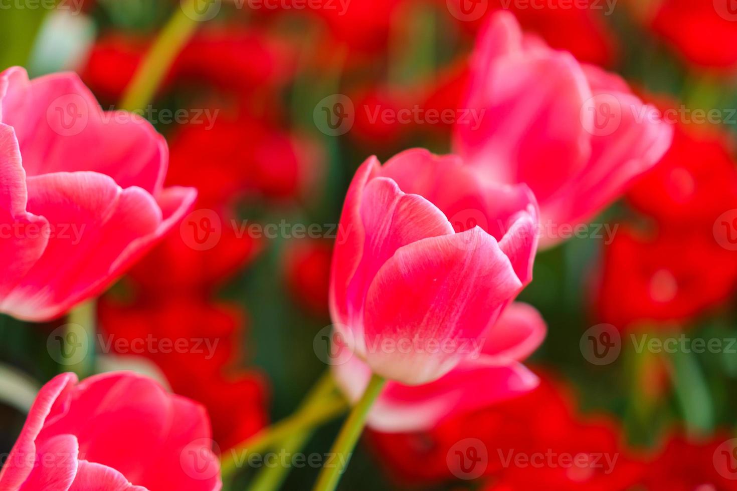 belles tulipes rouges, fond de fleurs photo