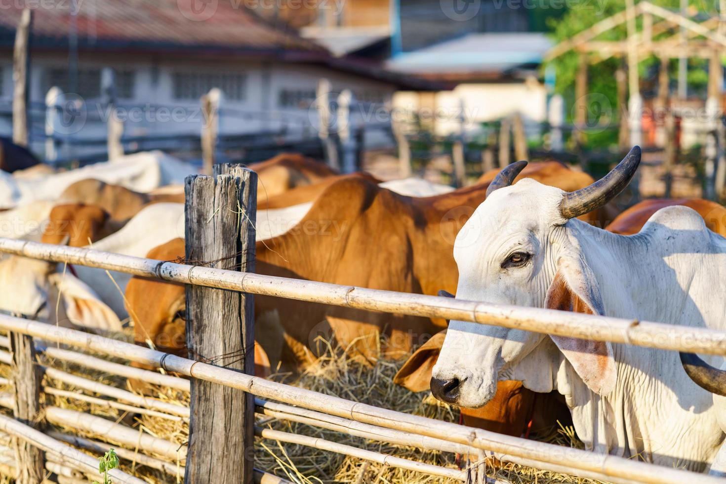 vaches dans une ferme en plein air photo