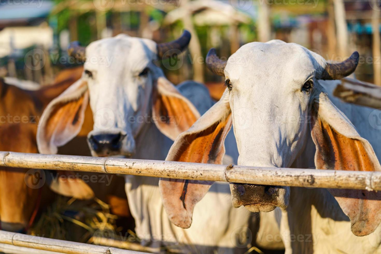 vaches dans une ferme en plein air photo