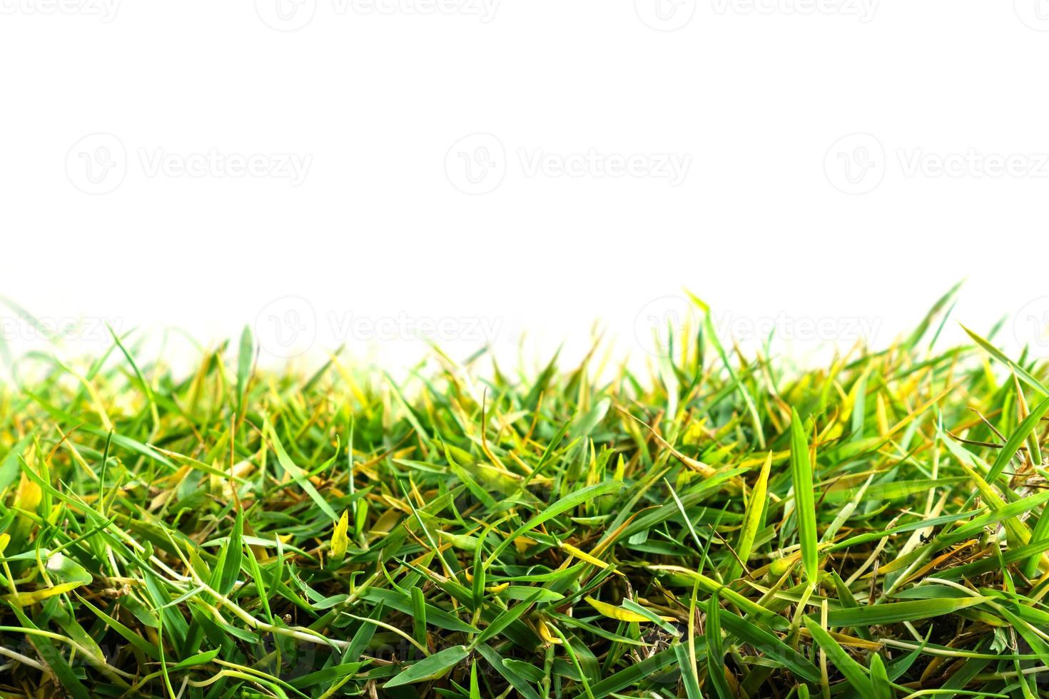 herbe verte isolée sur fond blanc photo