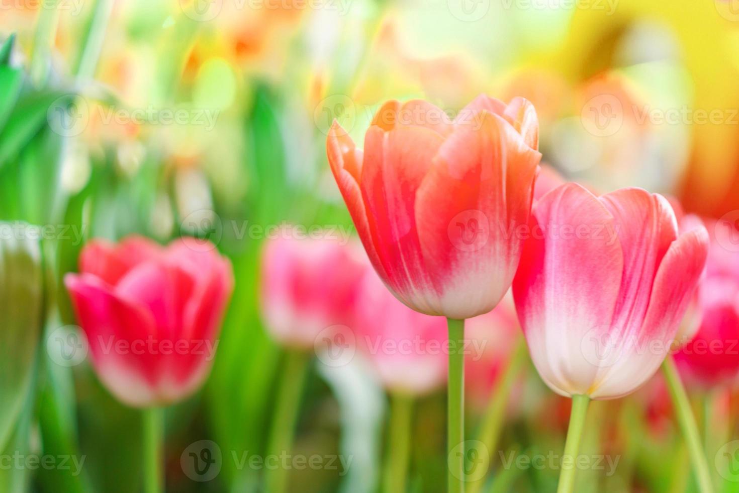 belles tulipes rouges, fond de fleurs photo