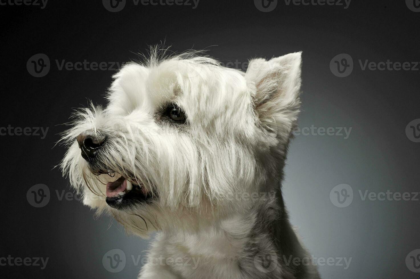 Ouest montagnes blanc terrier portraits dans studio photo