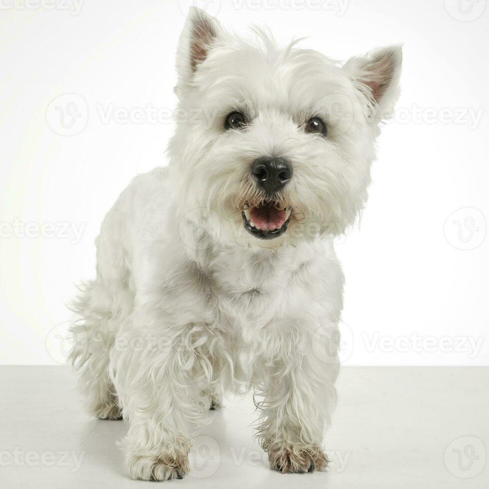 Ouest montagnes blanc terrier portraits dans studio photo