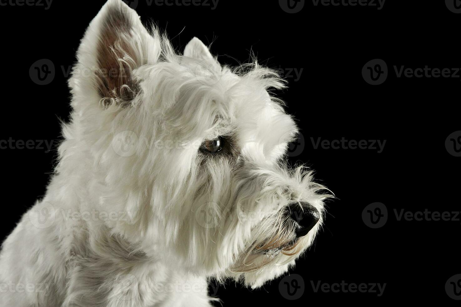 Ouest montagnes blanc terrier portraits dans studio photo