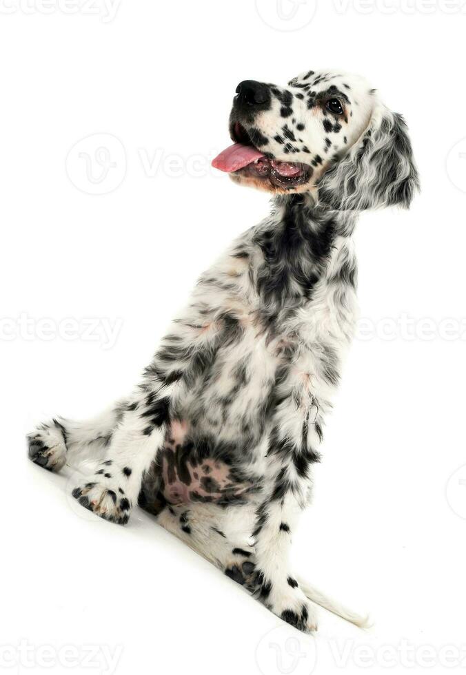 charmant chiot Anglais setter dans une blanc photo Contexte