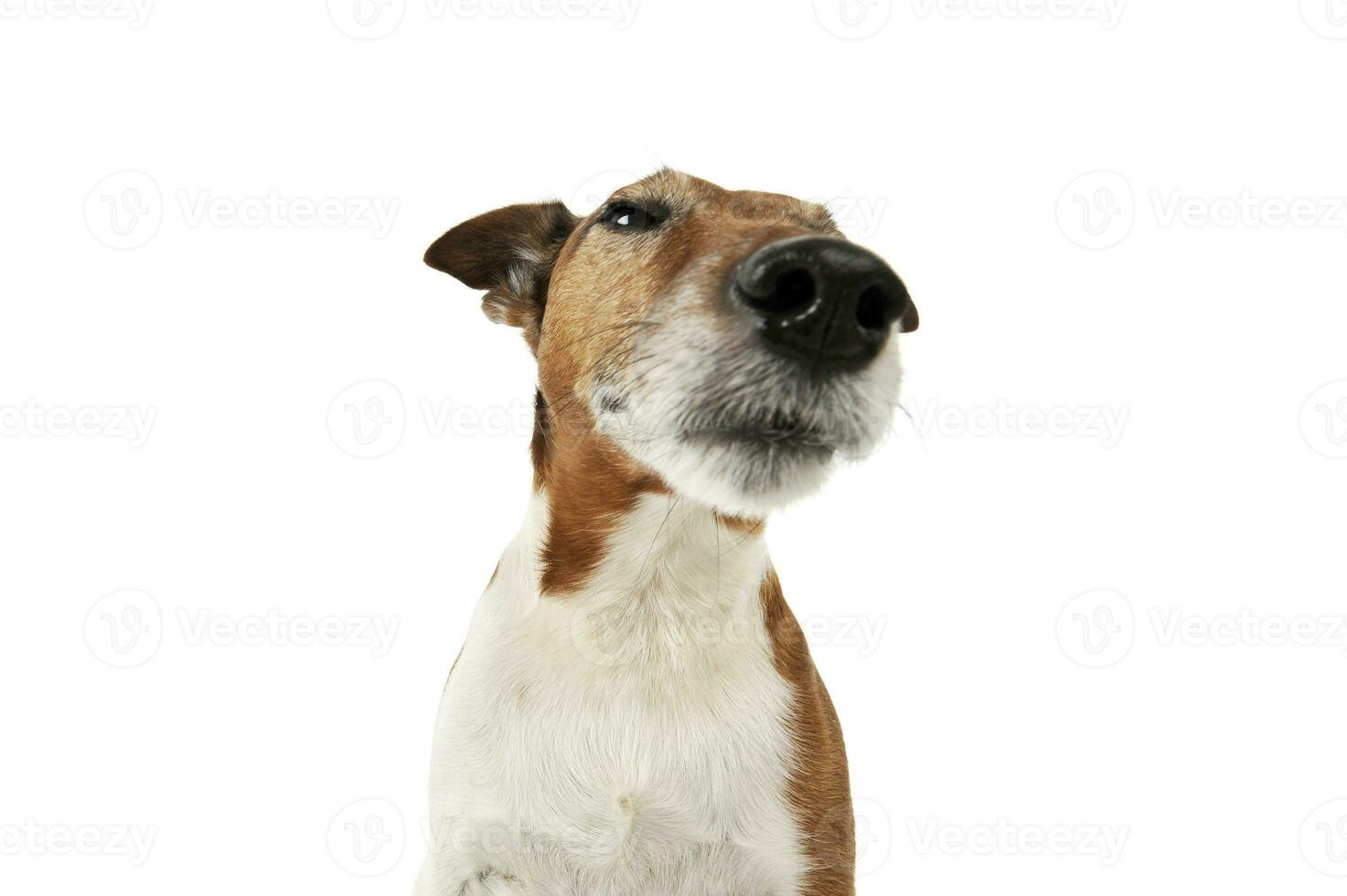 Portrait d'un adorable jack russell terrier photo