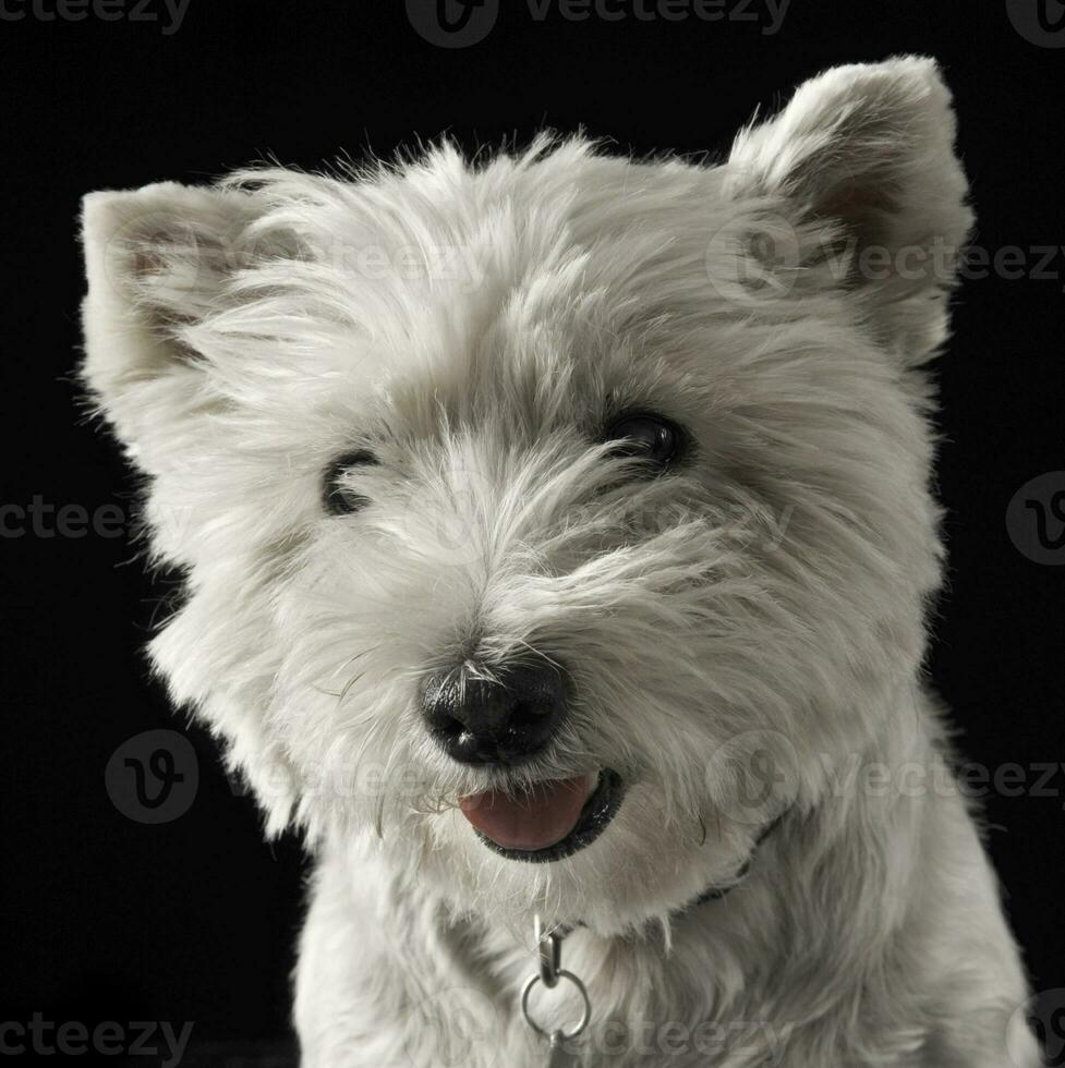 Ouest montagnes blanc terrier portrait dans une foncé Contexte photo