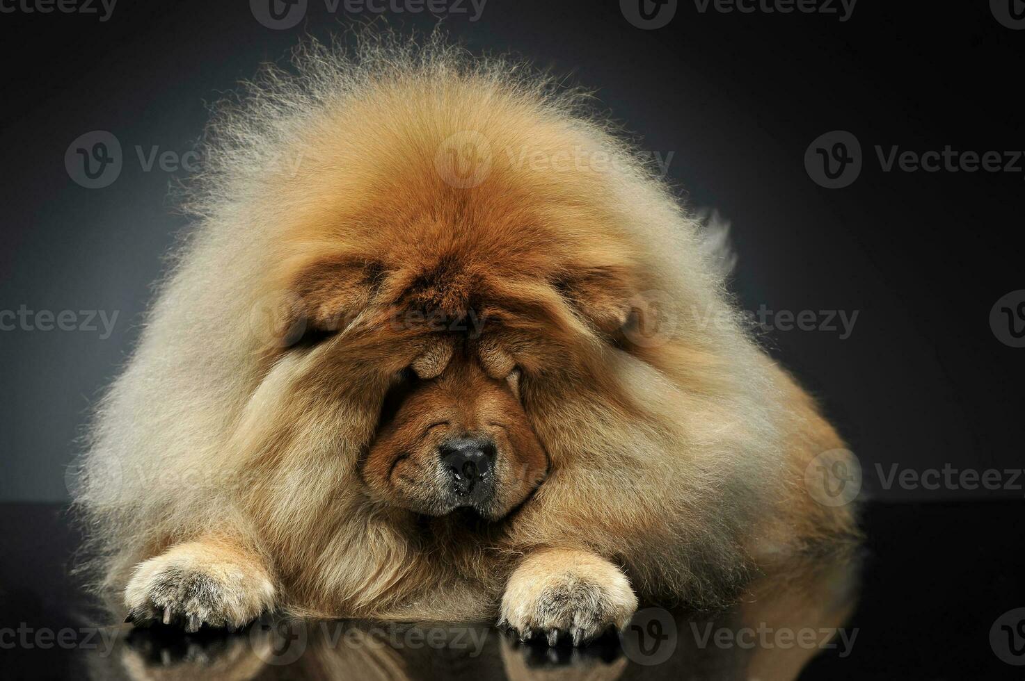 beau Chow Chow à la recherche vers le bas dans une drk studio photo