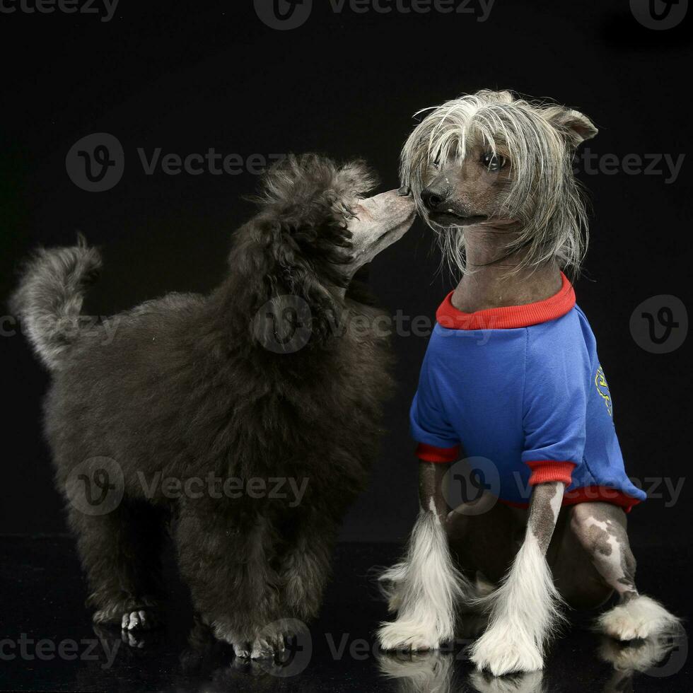 deux chiens aime chaque autre dans une foncé studio photo