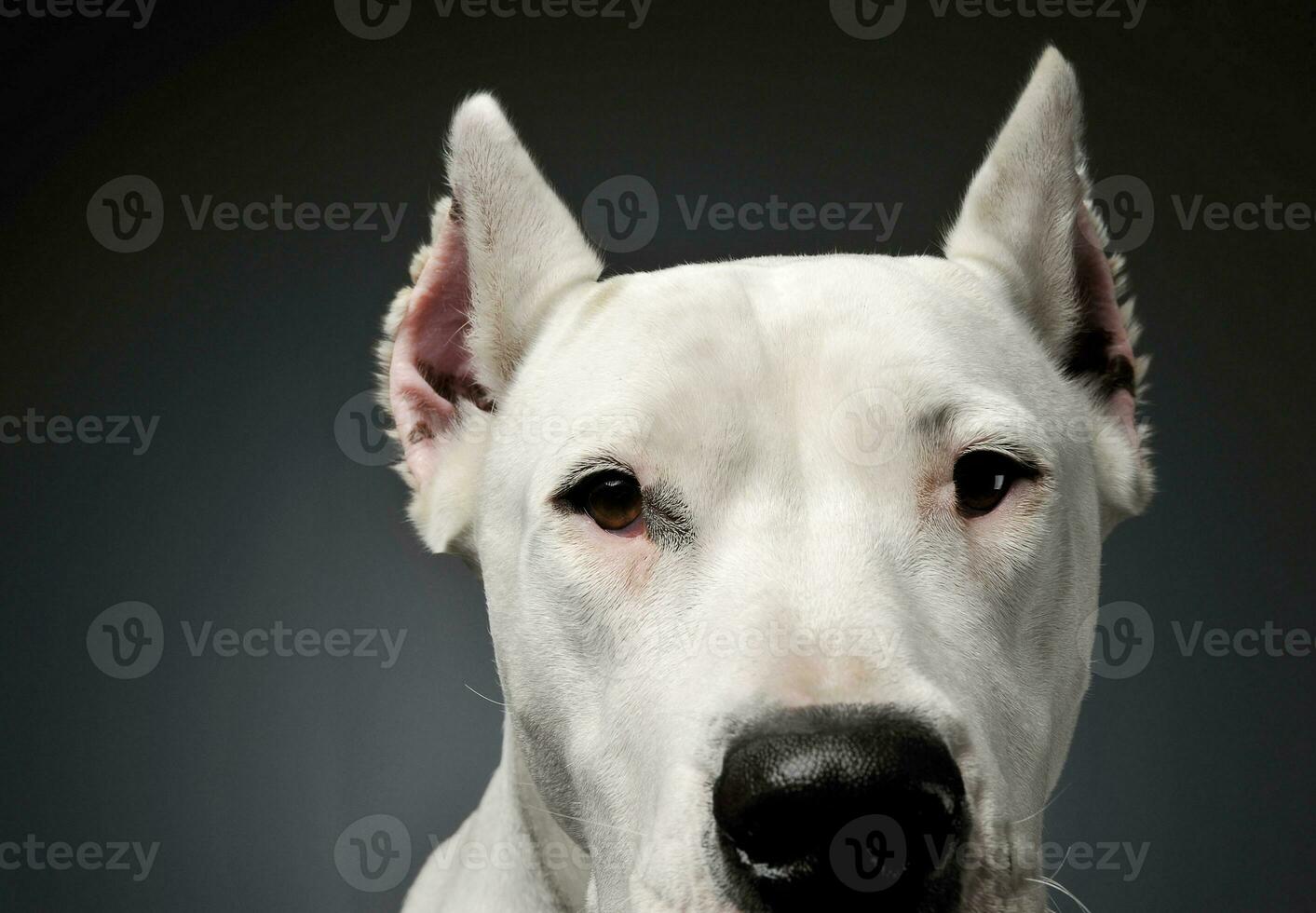 portrait de un adorable dogo argentin à la recherche avec curiosité à le caméra photo