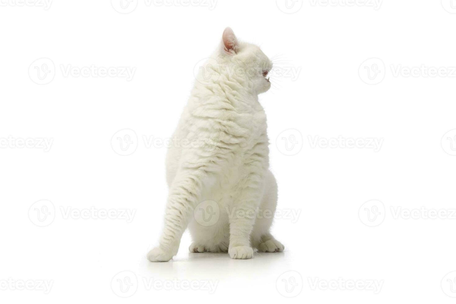 studio coup de une magnifique chat photo