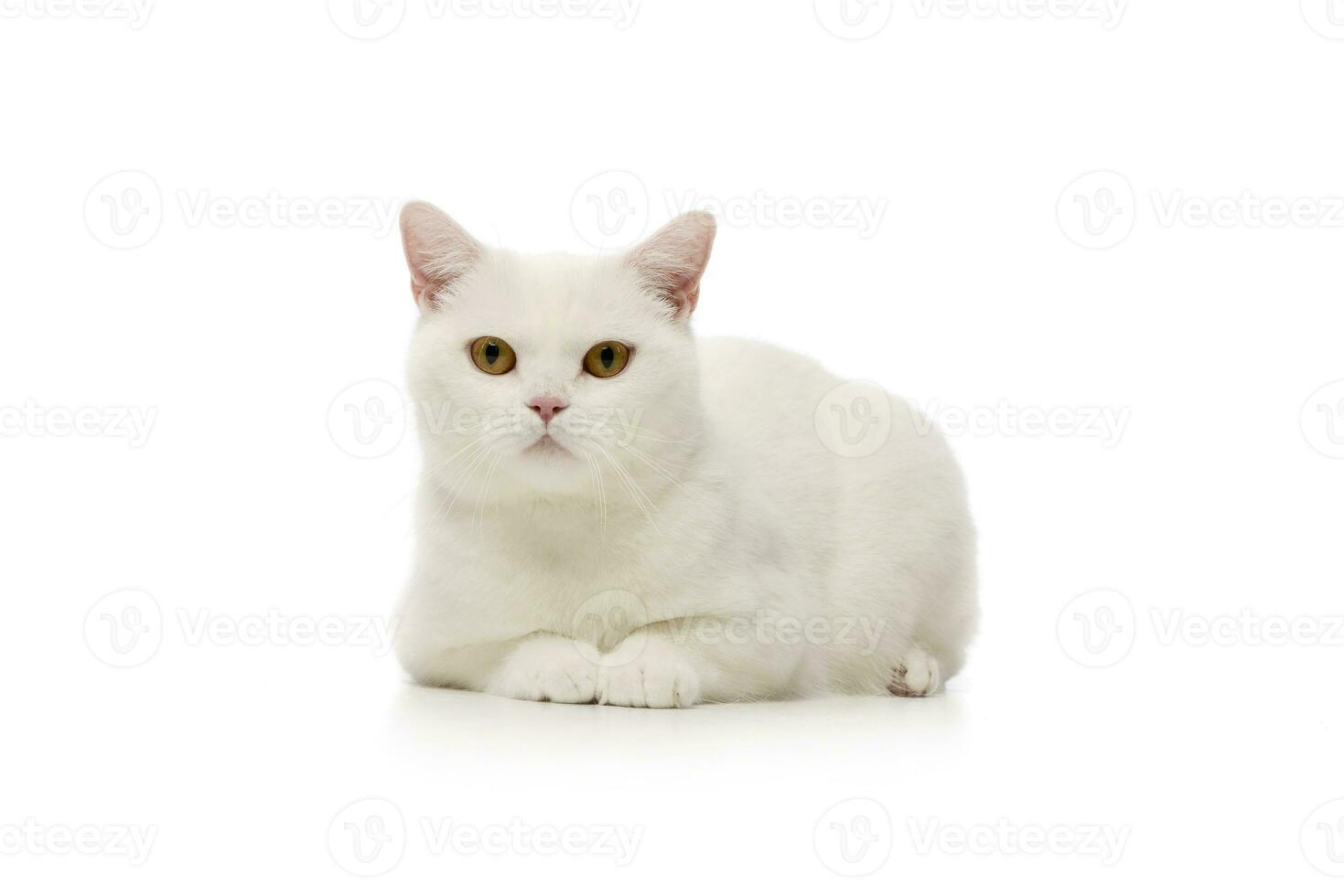 studio coup de une magnifique chat photo