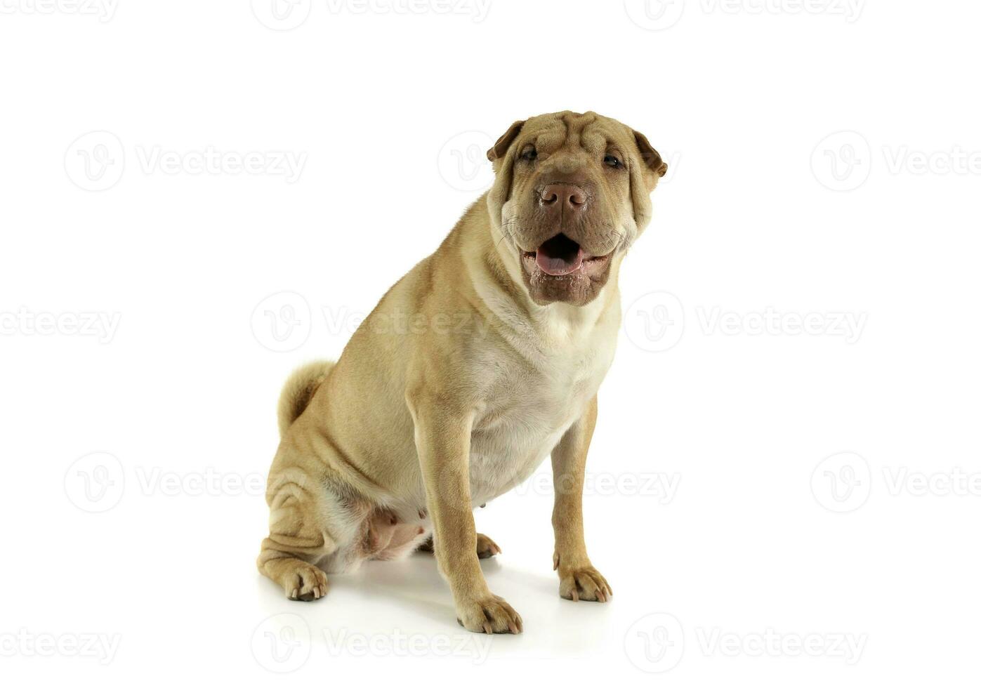 studio coup de un adorable shar pei séance et à la recherche avec curiosité à le caméra photo