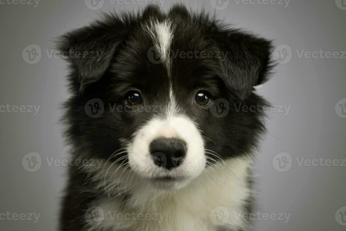 portrait de une magnifique frontière colley chiot photo