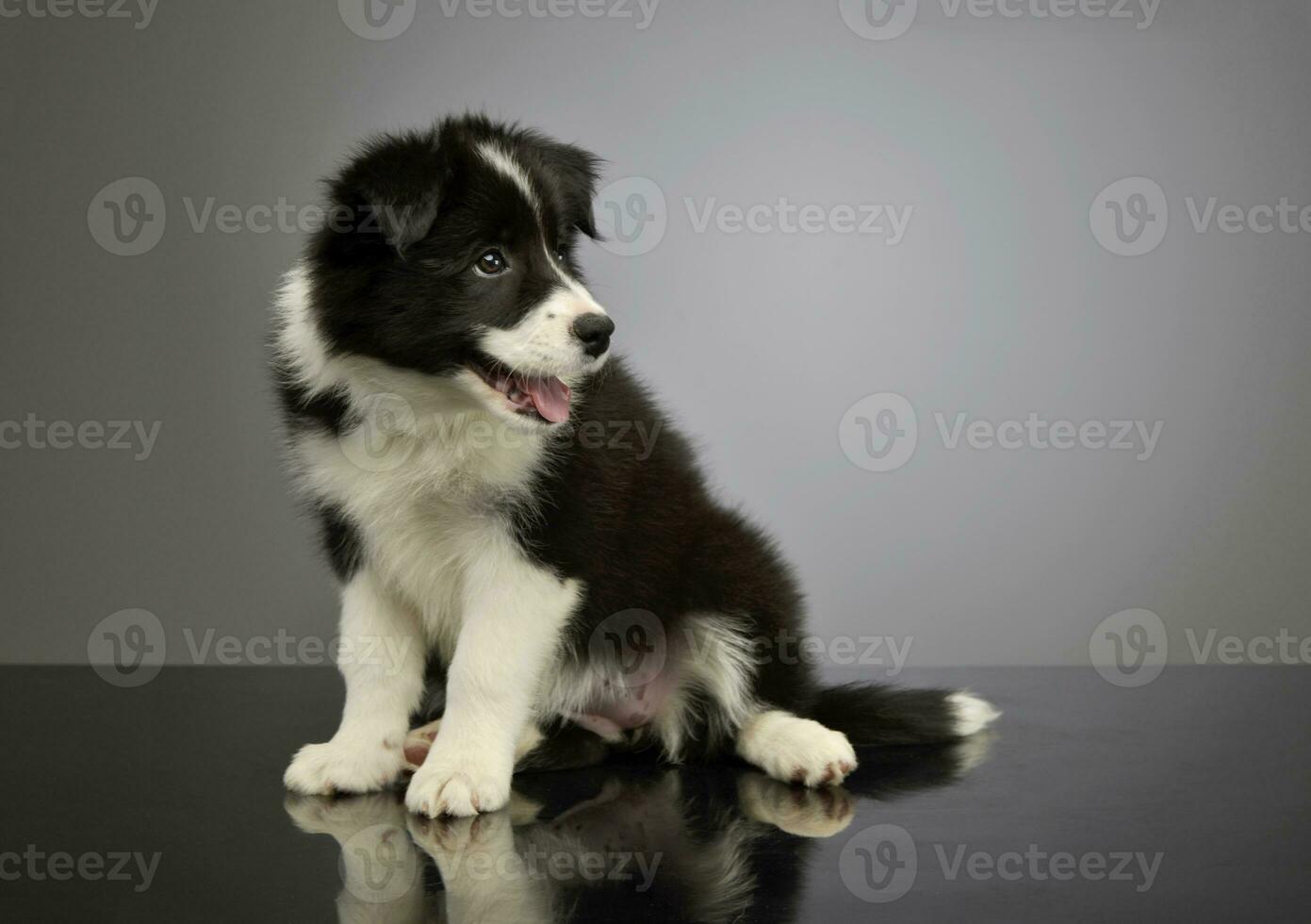 studio coup de une magnifique frontière colley chiot photo