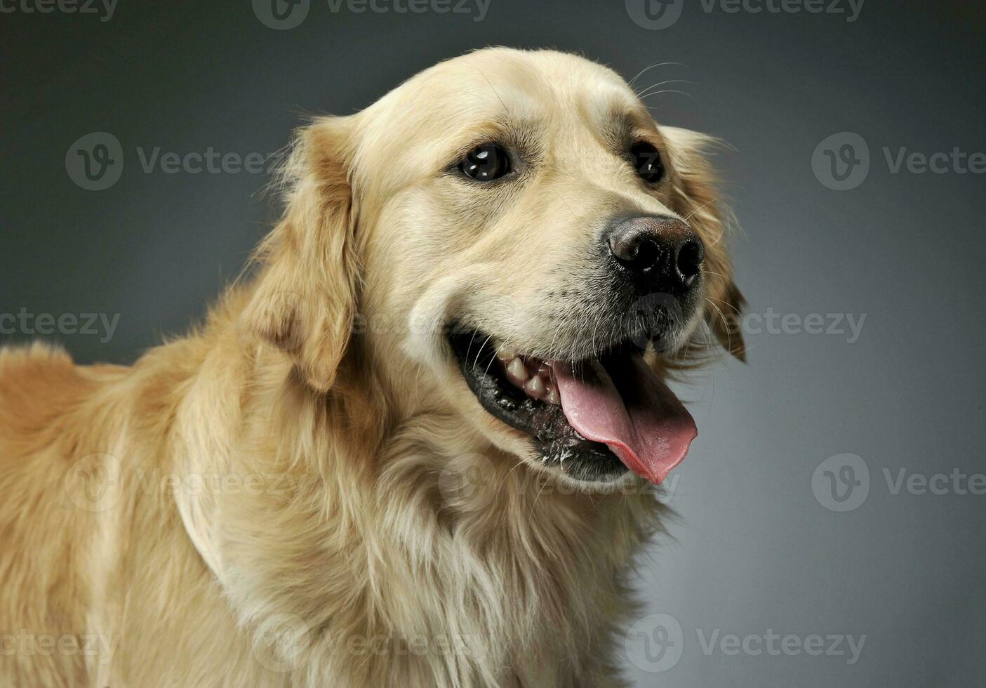 portrait de un adorable d'or retriever à la recherche satisfait photo