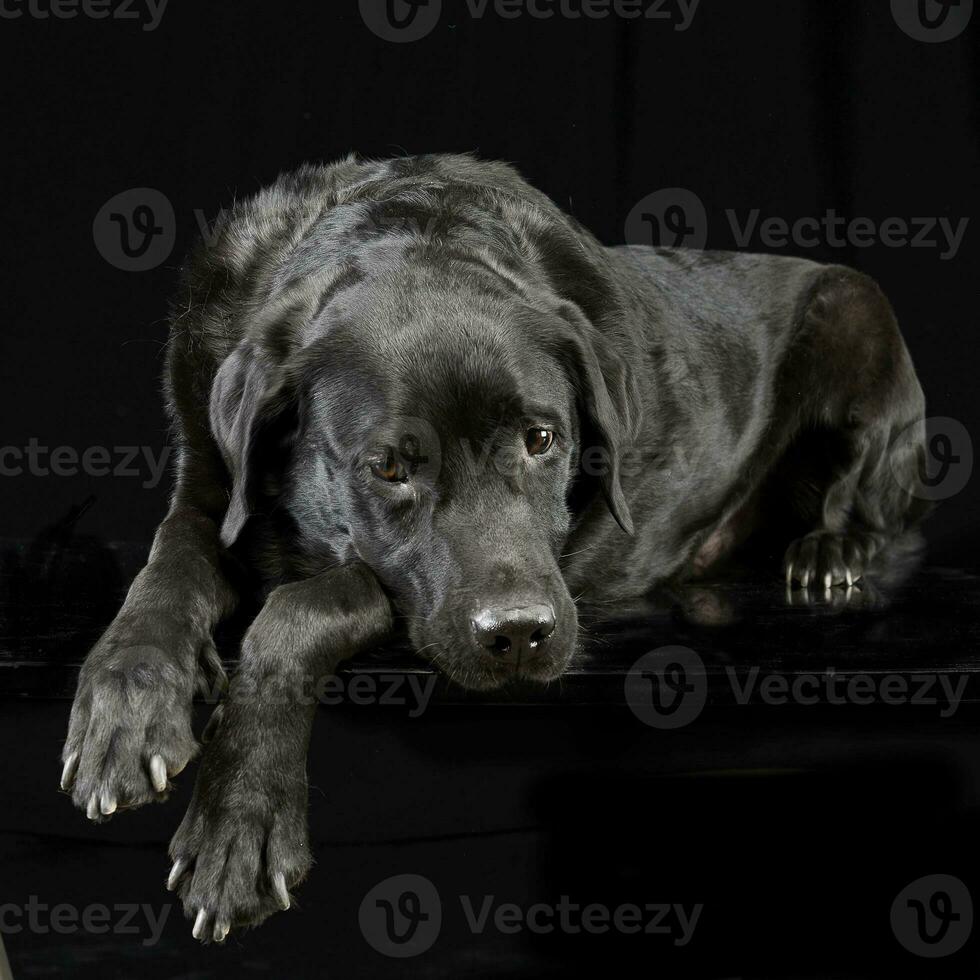 studio coup de un adorable mixte race chien photo