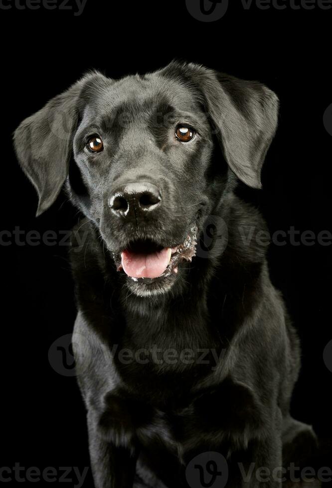 portrait de un adorable Labrador retriever photo