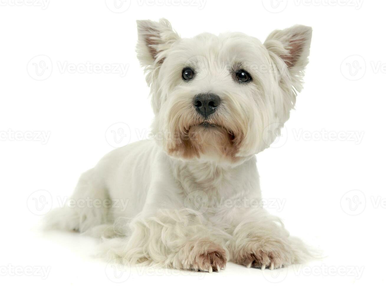 Ouest montagnes blanc terrier sur le blanc studio sol photo