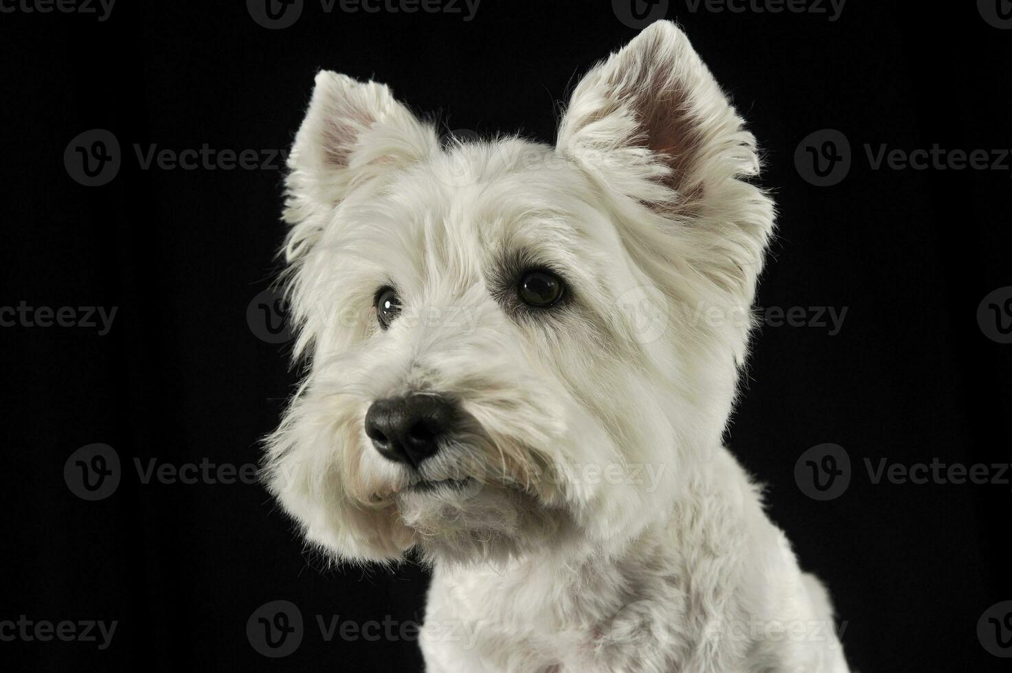 Ouest montagnes blanc terrier portrait dans le foncé studio photo