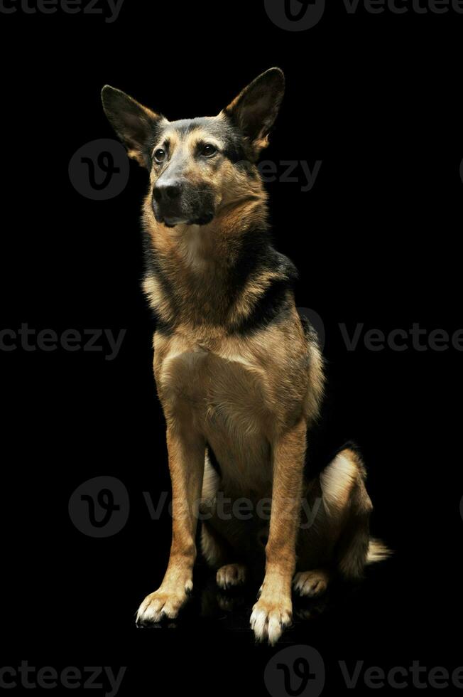 studio coup de un adorable allemand berger photo