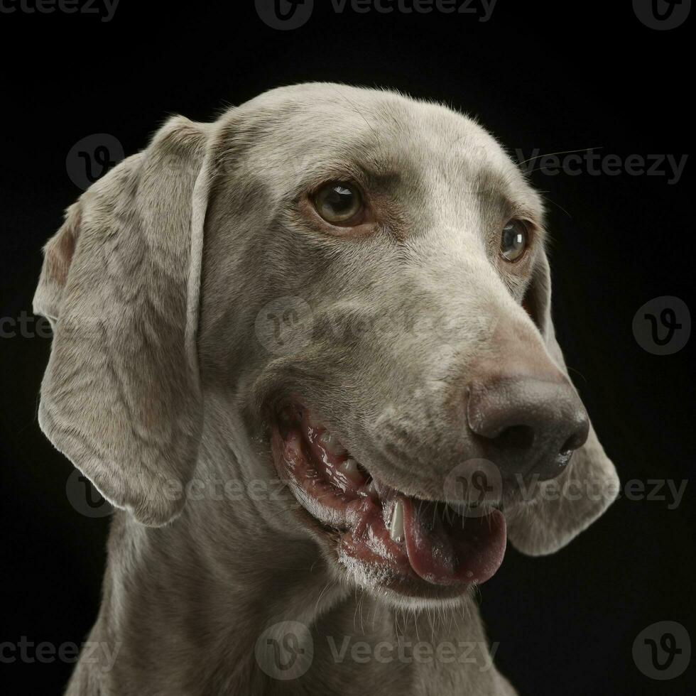 magnifique homme de Weimar dans le foncé photo studio