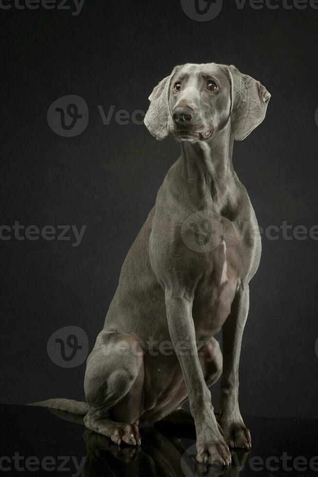 magnifique homme de Weimar dans le foncé photo studio