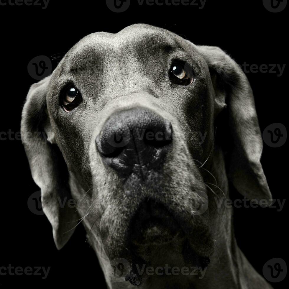 génial Danois portrait dans une noir studio sol photo