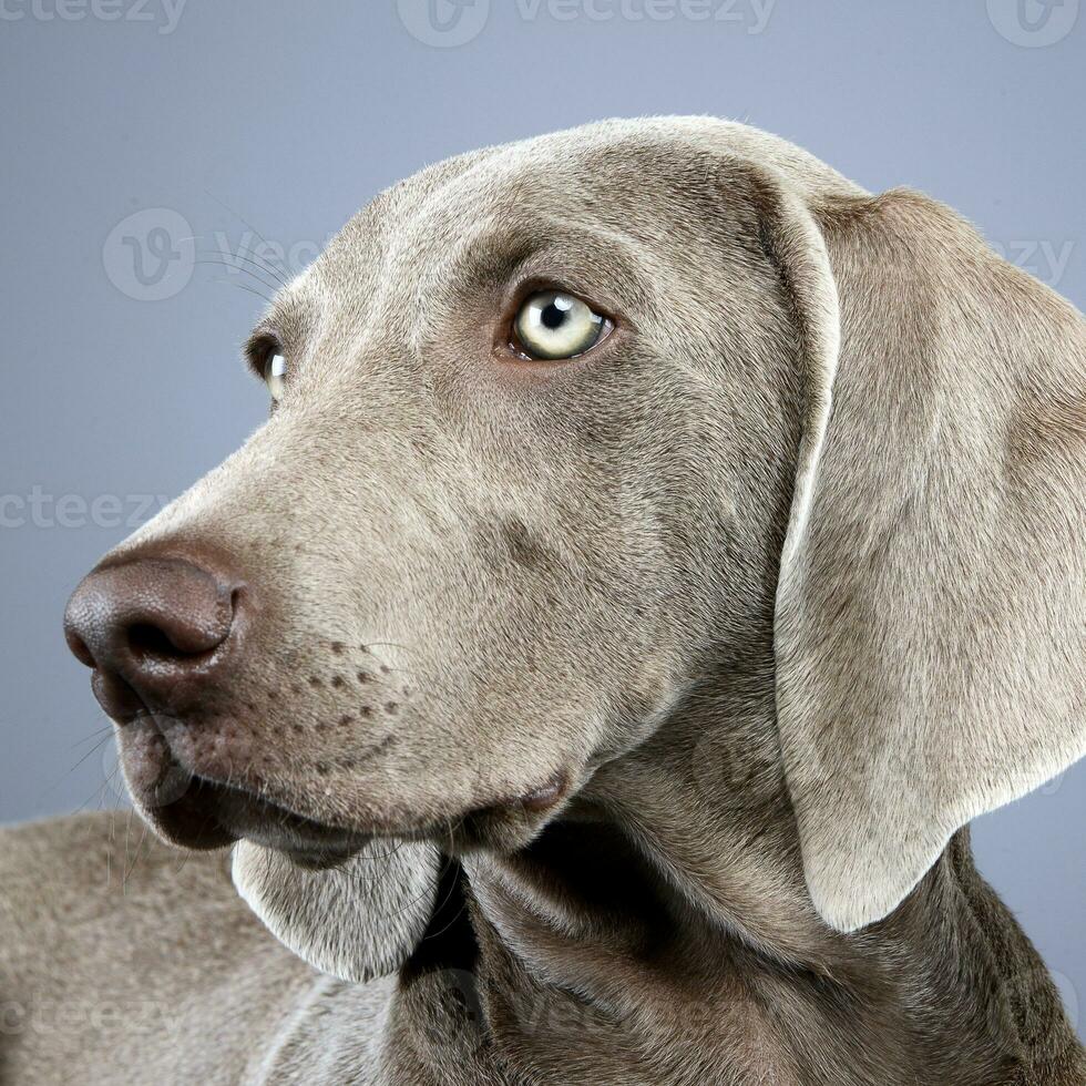 portrait de un adorable braque de Weimar chien photo