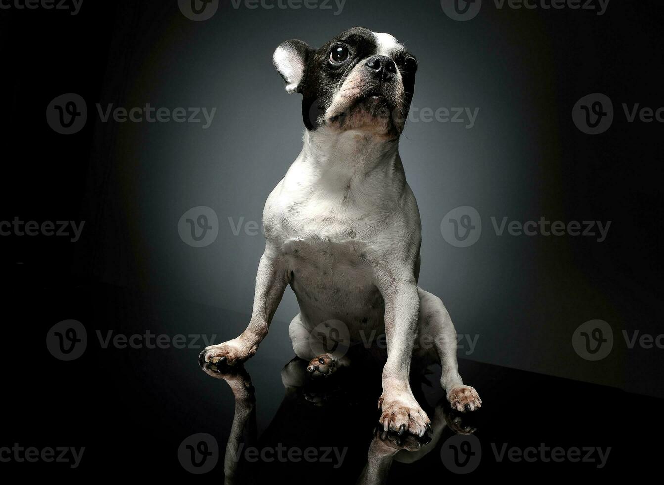 studio coup de une charmant français bouledogue photo