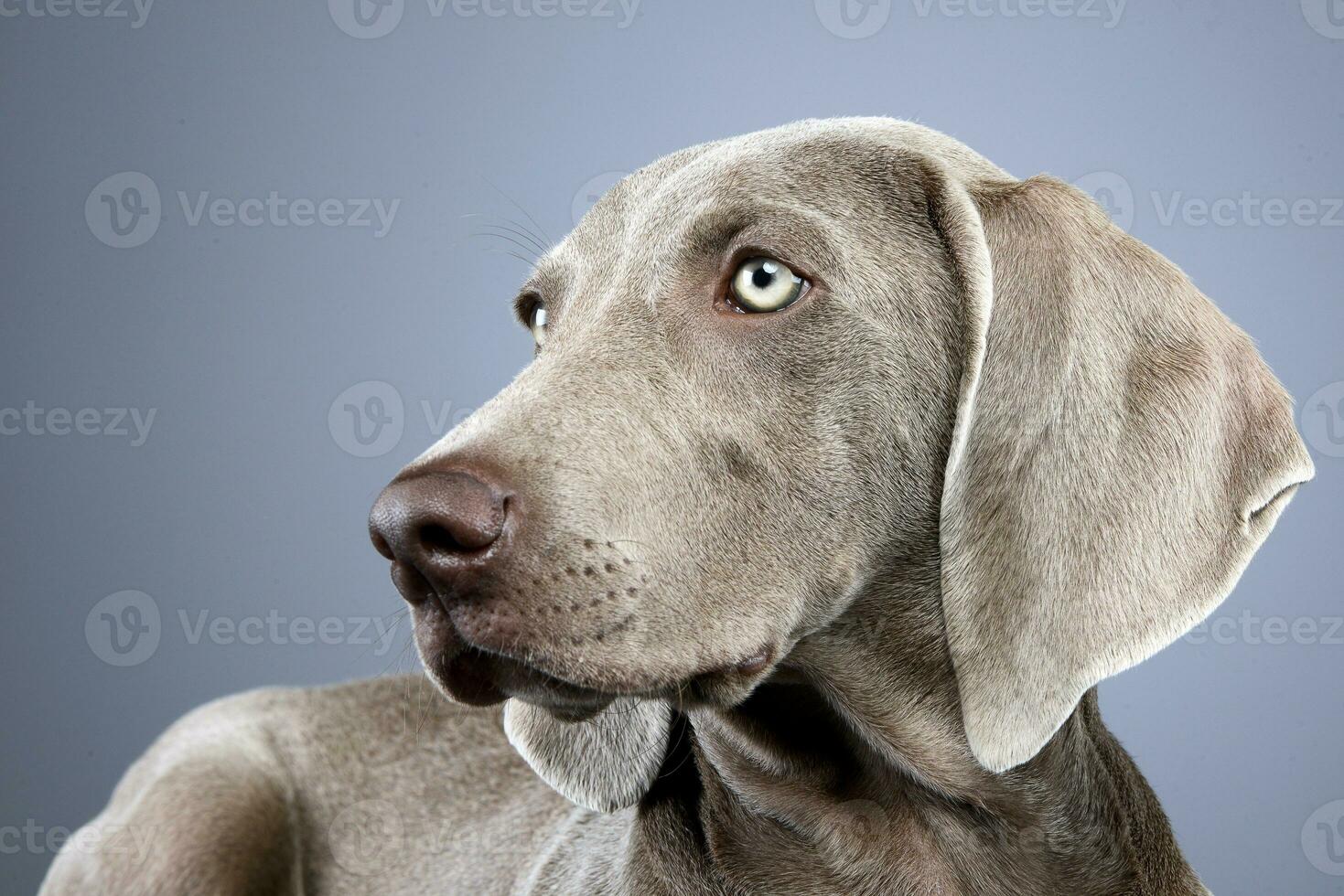 portrait de un adorable braque de Weimar chien photo