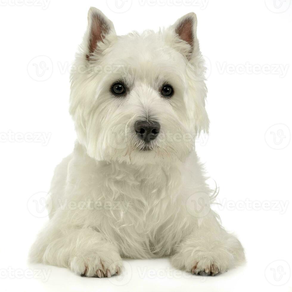 Ouest montagnes blanc terrier mensonge sur le blanc studio sol photo