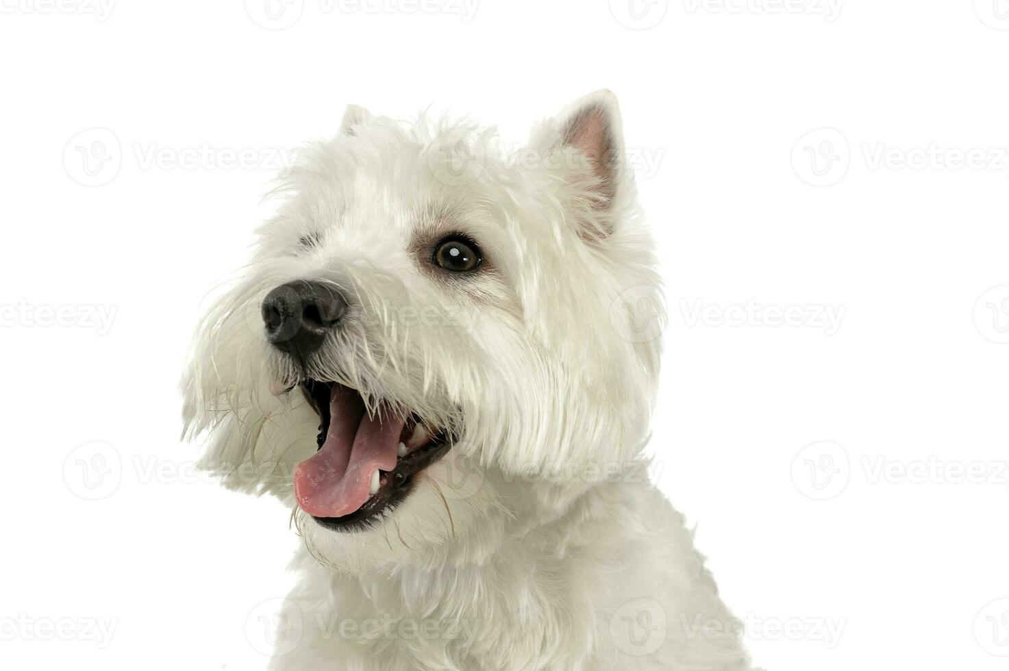 Ouest montagnes blanc terrier portrait dans une blanc studio photo