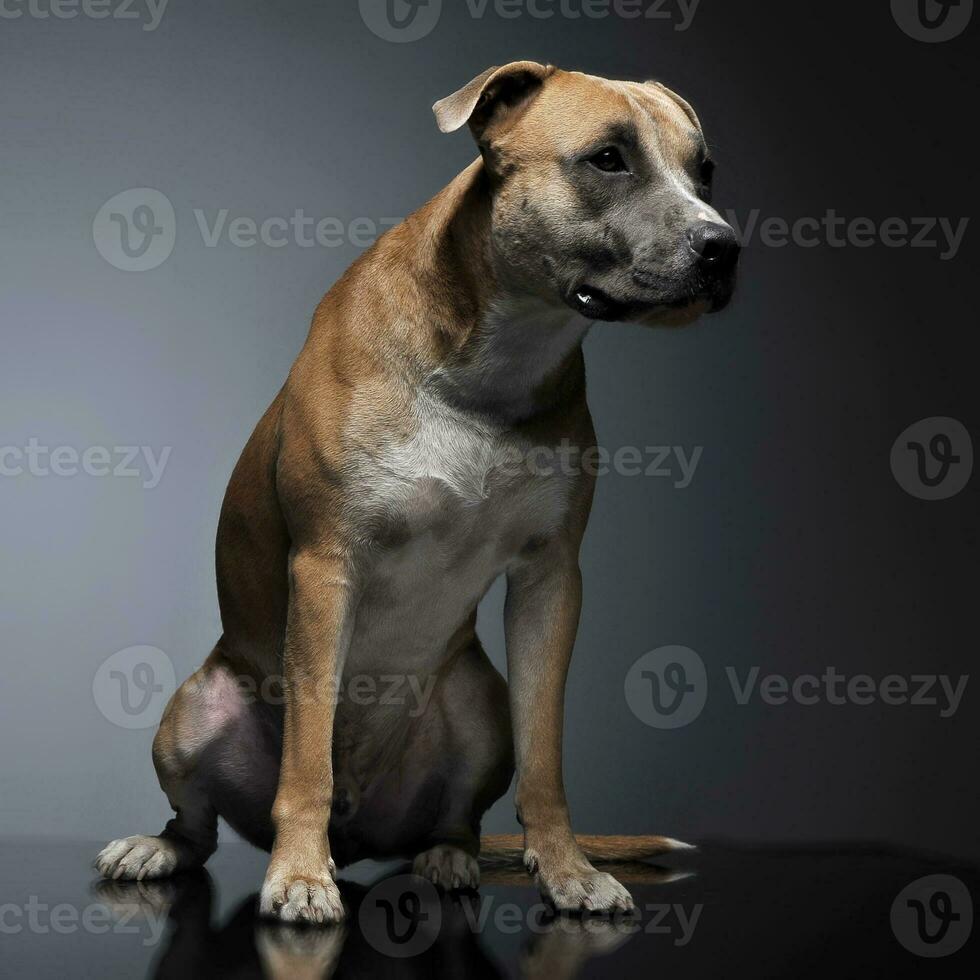 Staffordshire terrier dans une foncé studio photo