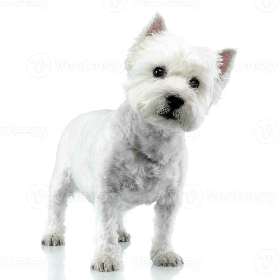 studio coup de une mignonne Ouest montagnes blanc terrier photo