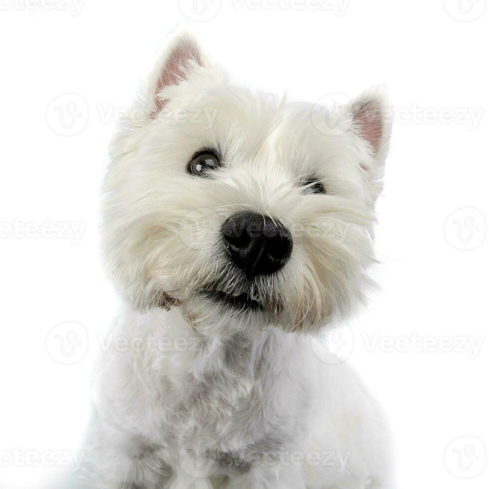 portrait de une mignonne Ouest montagnes blanc terrier photo