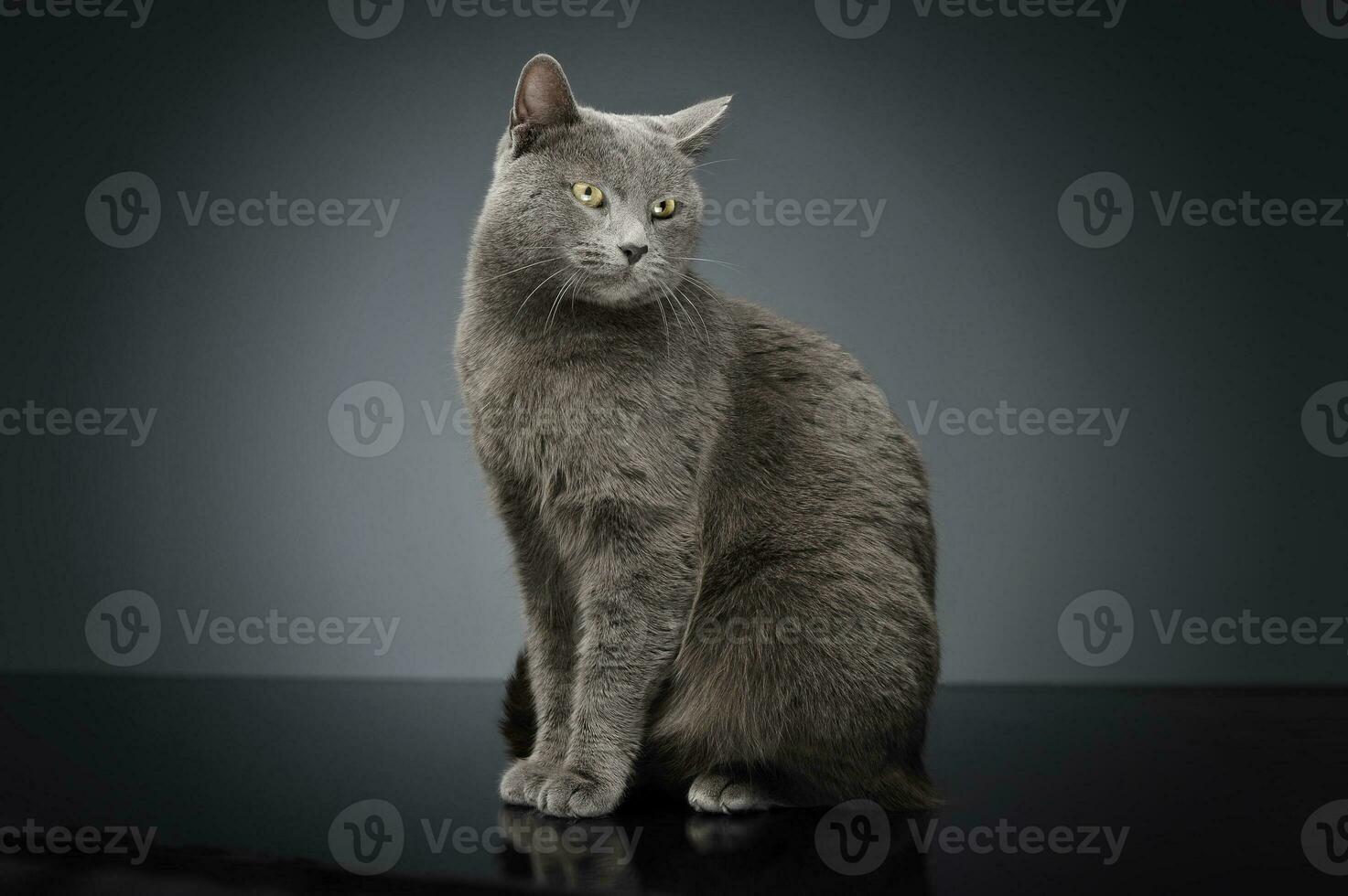 bleu british chat dans une foncé studio photo