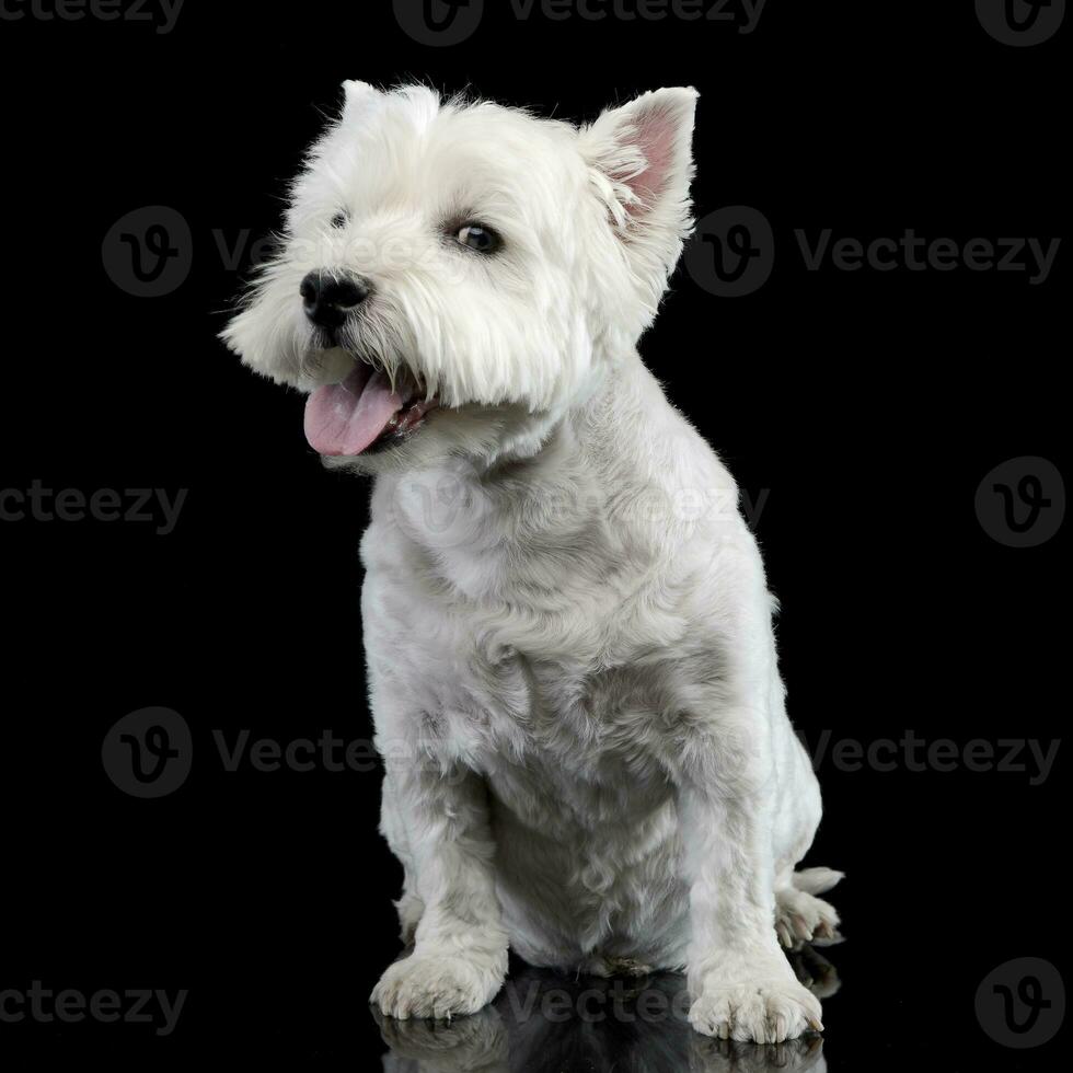 studio coup de une mignonne Ouest montagnes blanc terrier photo