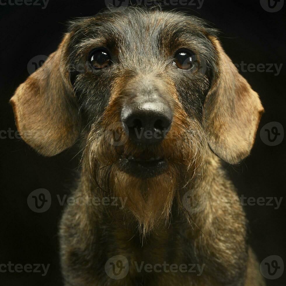 câblé cheveux teckel portrait une dans studio photo