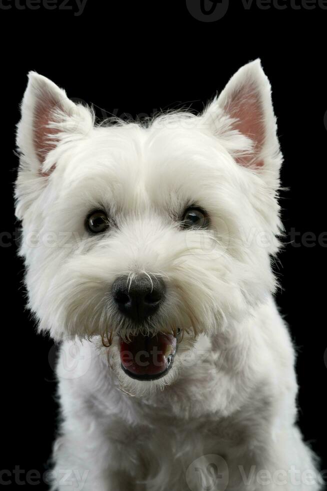 portrait de une mignonne Ouest montagnes blanc terrier photo