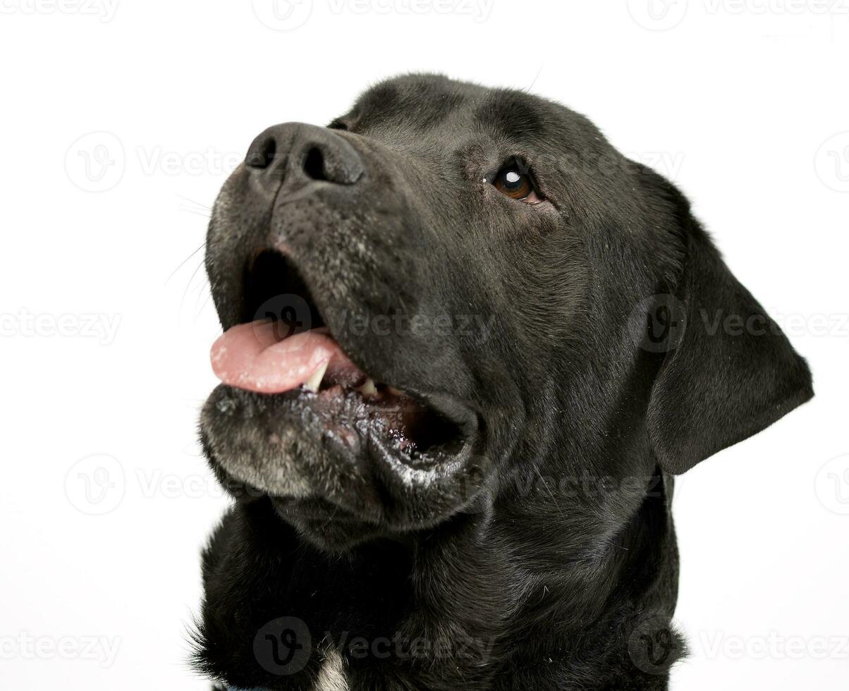 portrait de un adorable Labrador retriever photo